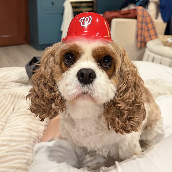 Joby, a Blenheim Cavalier King Charles Spaniel in a tiny Nationals batting helmet