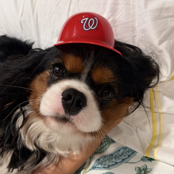 Toast, a tricolor Cavalier King Charles Spaniel in a tiny Nationals batting helmet